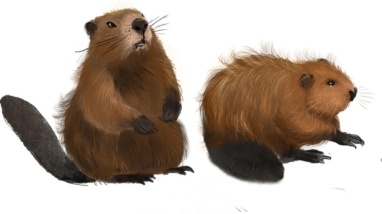 Konkurs plastyczny - „Po co bobry budują tamy?”